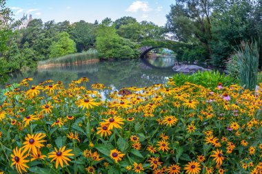 Central Park 'taki Gapstow Köprüsü sabah erkenden çiçeklerle