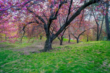 Baharın başlarında New York Central Park 'ta çiçek açan Japon kiraz ağacı.