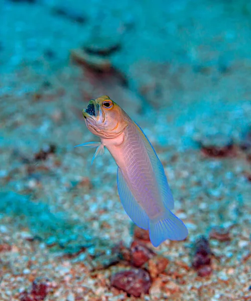 Yellowhead Jawfish Opistognathus Aurifrons Species Jawfish Native Coral Reefs Caribbean — Stock Photo, Image
