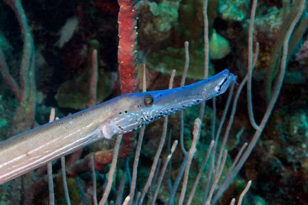 Trumpetfishes Three Species Highly Specialized Tubular Elongated Marine Fishes Genus — Stock Photo, Image