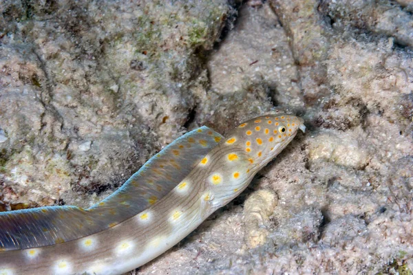 Myrichthys Breviceps Sharptail Snake Eel Fish Species Native Western Atlantic — Stock Photo, Image