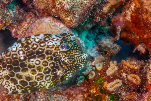 Соты Сотовые Acanthostracion Polygonius Ostraciidae Trunkfish Cowfish Animal Colorful — стоковое фото