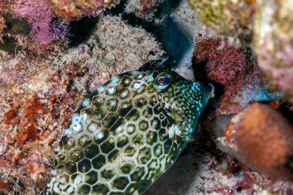 Honingraatkoeienvis Acanthostracion Polygonius Ostraciidae Trunkfish Cowfishfish Animal Colorful — Stockfoto