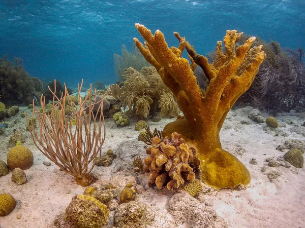 Récif Corallien Caribéen Large Île Bonaire — Photo