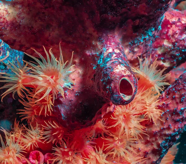 Turuncu Kap Mercan Tubastraea Coccinea Büyük Polip Taşlı Mercan Olarak — Stok fotoğraf