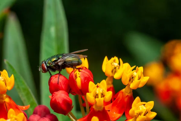 Housefly Musca Domestica Una Mosca Del Suborden Cyclorrhapha — Foto de Stock