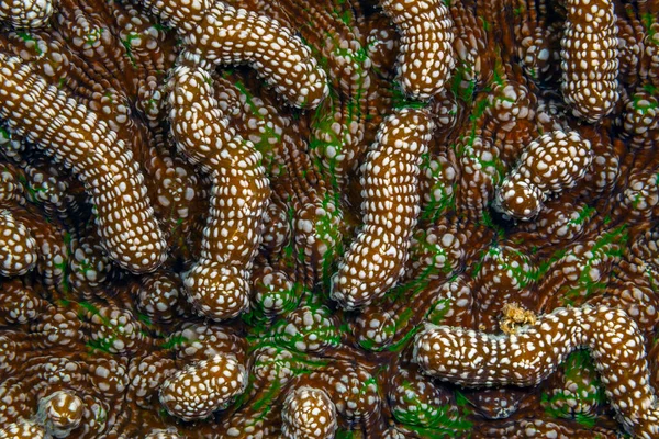 Diploria Ist Eine Monotypische Gattung Massiver Riffe Die Steinkorallen Aus — Stockfoto
