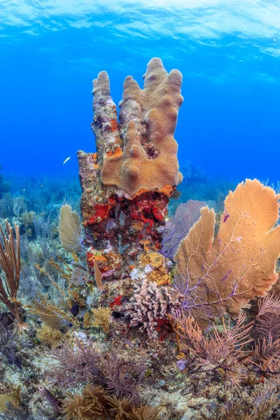 Barriera Corallina Dei Caraibi Largo Della Costa Dell Isola Roatan — Foto Stock