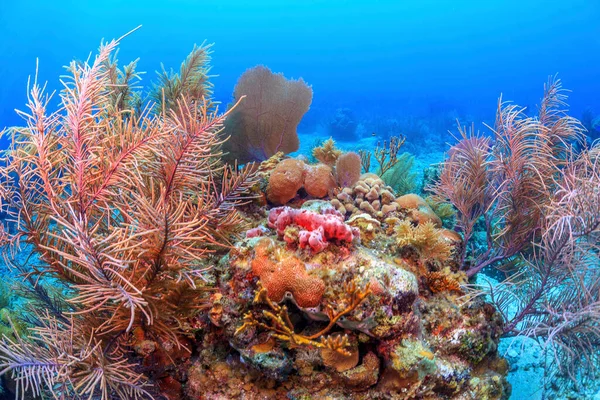 Barriera Corallina Dei Caraibi Largo Della Costa Dell Isola Roatan — Foto Stock