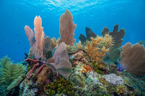 섬의해 안에서 떨어져 카리브해의 산호초 — 스톡 사진