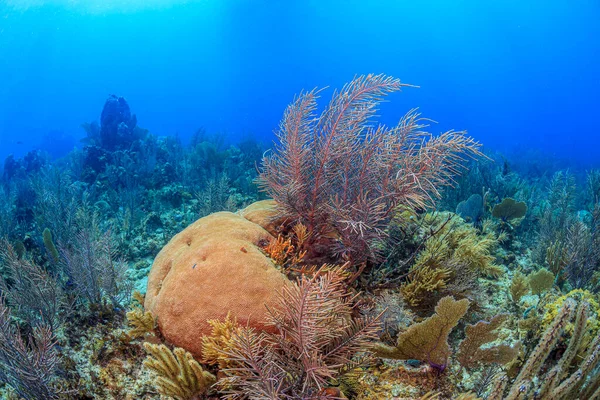 Récif Corallien Caribéen Large Île Roatan — Photo