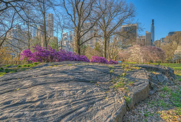Primavera Central Park Nova York Início Manhã Com Árvores Floridas — Fotografia de Stock