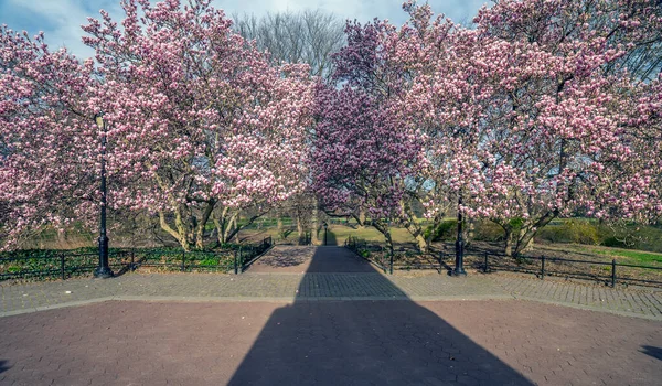 Våren Central Park New York Tidlig Morgenen Med Blomstrende Trær – stockfoto