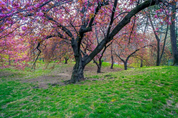 Cerezo Japonés Floreciente Principios Primavera Central Park Nueva York —  Fotos de Stock