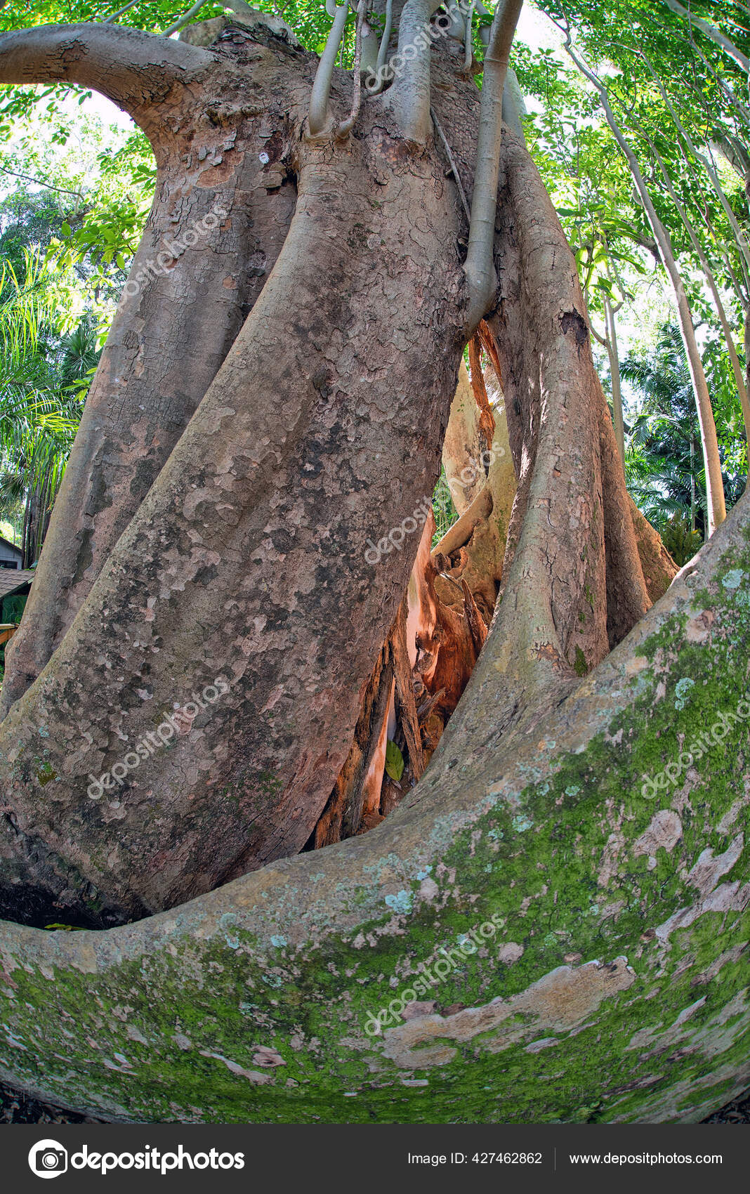 Floride Dans Forêt Tropicale Arbre Banyan Tôt Matin — Photo de stock par  ©johnanderson - 427462862, image size:1068x1700