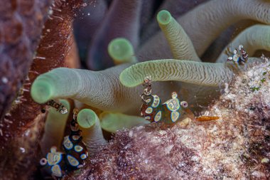 Deniz şakayıkları, Aktiniaria takımının yırtıcı hayvanlarından oluşan bir gruptur. Onlara anemonun adını vermişler.