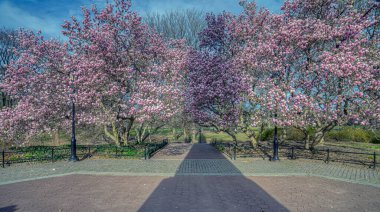 Central Park 'ta bahar, New York
