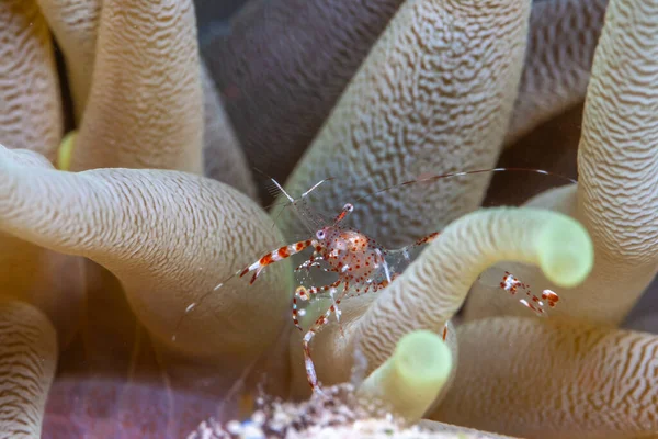 Sea Anemones Group Marine Predatory Animals Order Actiniaria Named Anemone — Stock Photo, Image