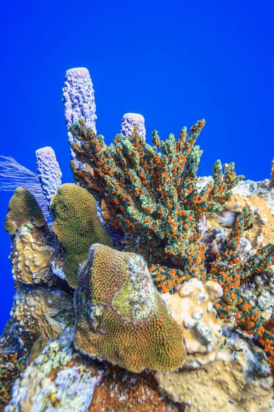 Aplysina Archeri Esponja Fogão Tubo Esponja Tubo Tubo Longo Estrutura — Fotografia de Stock