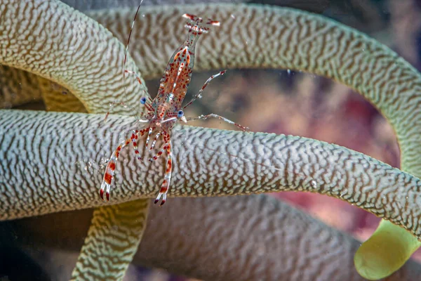 Las Anémonas Marinas Son Grupo Animales Marinos Depredadores Del Orden —  Fotos de Stock