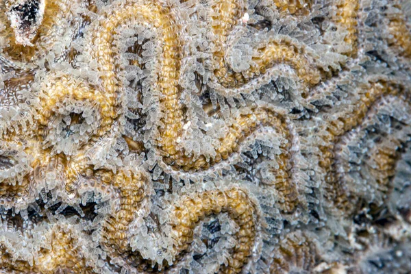 Diploria Género Botânico Pertencente Família Mussidae Diploria Labyrinthiformis Vulgarmente Conhecido — Fotografia de Stock