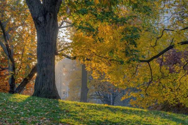 Central Park Nueva York Otoño Temprano Mañana —  Fotos de Stock