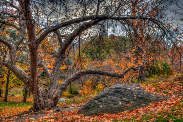 Central Park New York City Herfst Vroeg Ochtend — Stockfoto