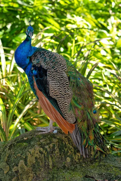 印度的孔雀 帕沃孔雀 Pavo Cristatus 也被称为普通孔雀和蓝色孔雀 是原产于印度次大陆的孔雀物种 — 图库照片