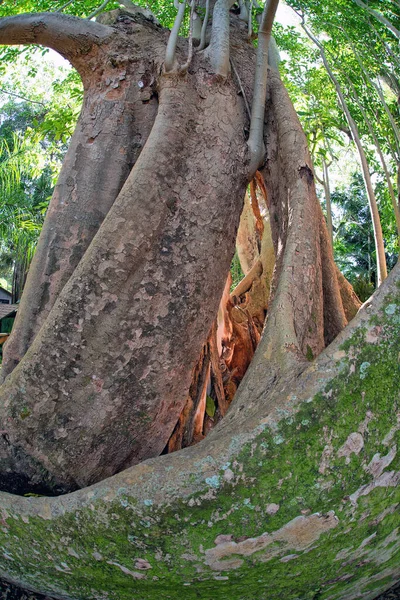 Florida Bosque Lluvioso Árbol Banyan Por Mañana Temprano — Foto de Stock