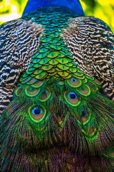 Indian Peafowl Peacock Pavo Cristatus Also Known Common Peacock Blue — Stock Photo, Image