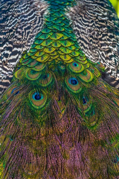 Indian Peafowl Peacock Pavo Cristatus Also Known Common Peacock Blue — Stock Photo, Image