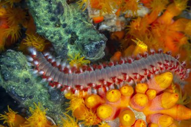 Sakallı ateş kurtçuğu, Hermodice carunculata, Amphinomidae familyasına ait bir tür deniz kılkurdu türüdür.