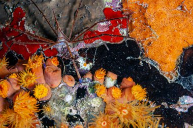 Stenorhynchus seticornis, sarı ok yengeci (