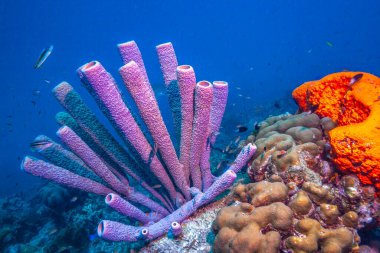 Bonaire adasının kıyısındaki Karayip mercan resifleri