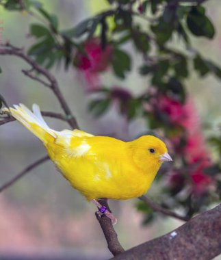 Sarı kanarya, Crithagra flaviventris ispinoz familyasından geçen küçük bir kuş..