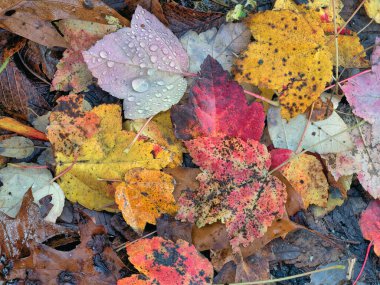 Central Park 'taki ormanda sonbahar yaprakları