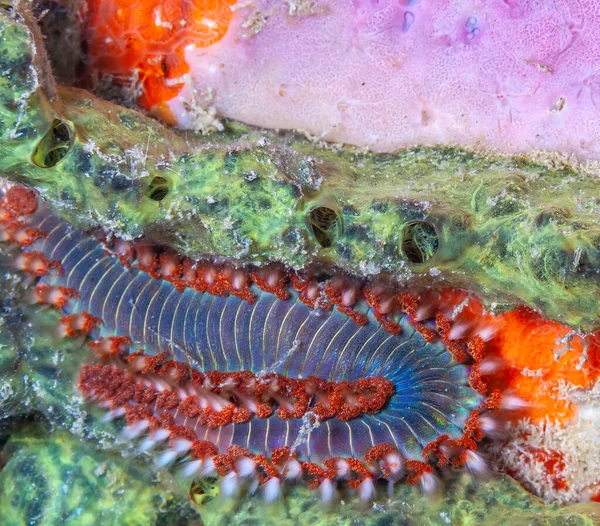 Hermodice Carunculata Tipo Lombriz Marina Perteneciente Familia Amphinomidae — Foto de Stock