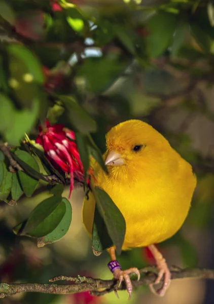 Canário Amarelo Crithagra Flaviventris Pequeno Pássaro Passeriforme Família Dos Tentilhões — Fotografia de Stock