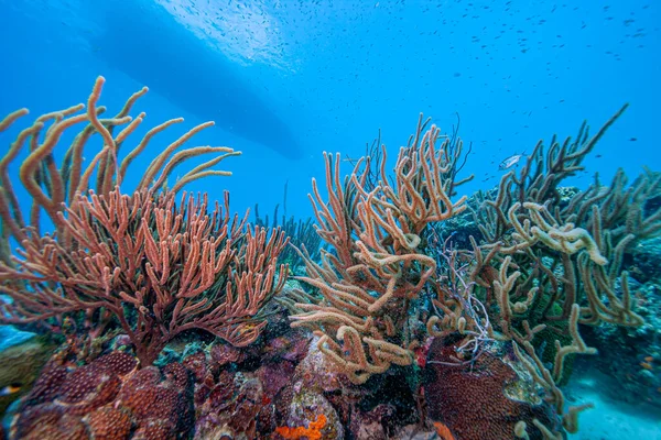 Arrecife Coral Del Caribe Frente Costa Isla Bonaire —  Fotos de Stock