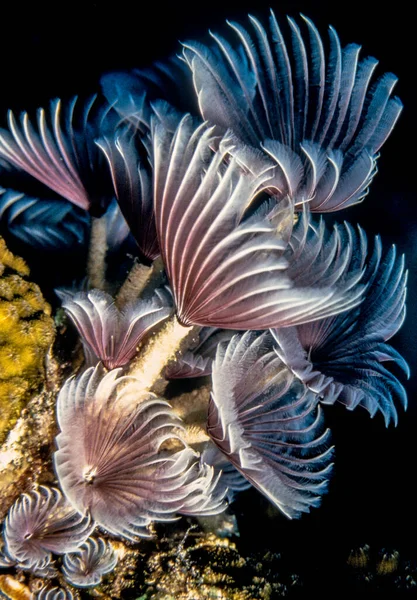 Eudistylia Rod Mořských Mnohočetných Červů Druh Eudistylia Gigantea — Stock fotografie