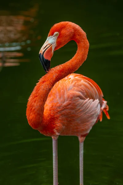 Phoenicopteriformes Grupo Aves Aquáticas Que Compreende Flamingos — Fotografia de Stock
