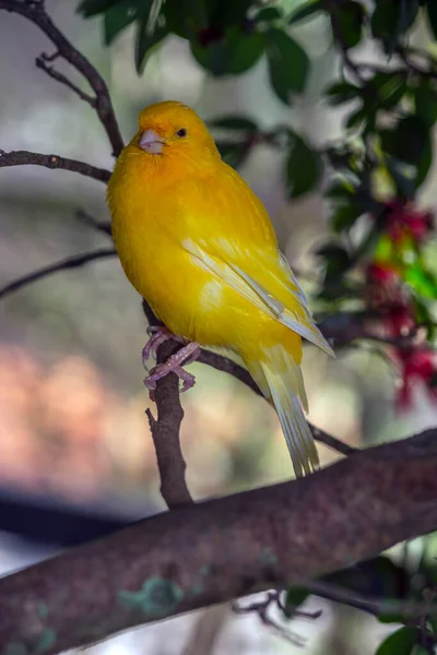 Canário Amarelo Crithagra Flaviventris Pequeno Pássaro Passeriforme Família Dos Tentilhões — Fotografia de Stock