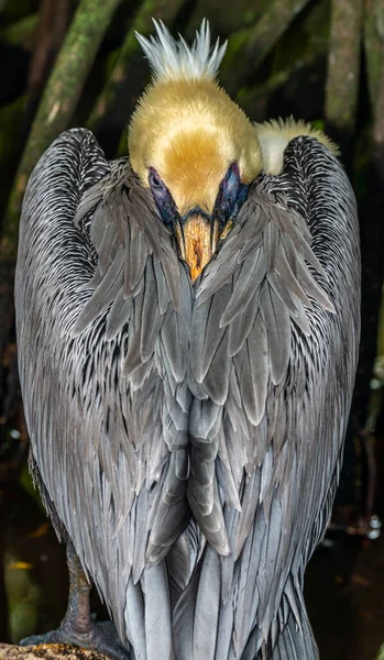 Бурый Пеликан Pelecanus Occidentalis Является Потомком Пеликанов Семейства Pelecanidae — стоковое фото