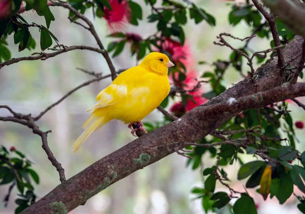 黄色のカナリア Crithagra Flavventrisは フィンチ科の小さなスズメの鳥です — ストック写真