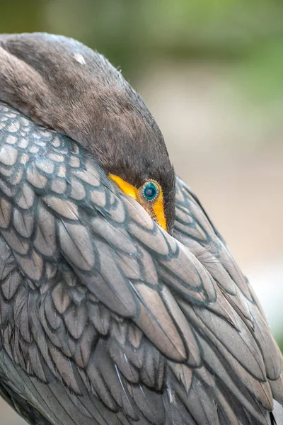 Der Braune Pelikan Pelecanus Occidentalis Ist Eine Nachzucht Der Familie — Stockfoto
