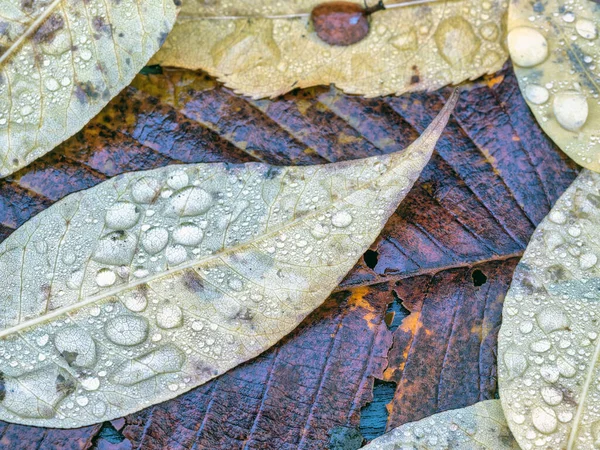 Autumn Fall Foliage Forest Central Park — Stock Photo, Image