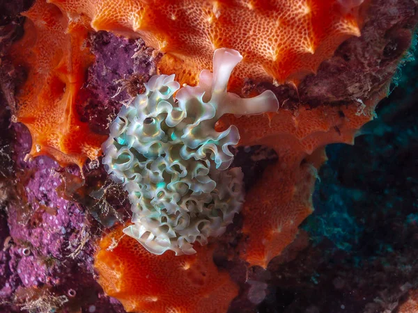 Elysia Crispata Babosa Marina Lechuga Por Noche Frente Costa Bonaire — Foto de Stock