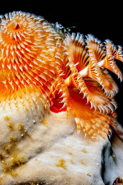 Spirobranchus Giganteus Commonly Known Christmas Tree Worms Tube Building Polychaete — Stock Photo, Image