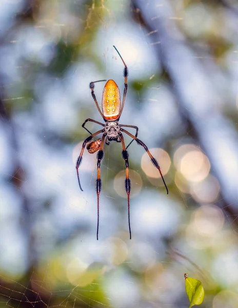 Trichonephila Een Geslacht Van Spinnen Uit Familie Orbspinnen Orbspinnen — Stockfoto