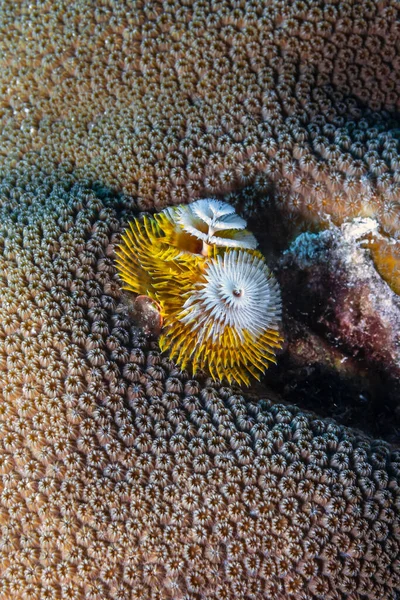 Spirobranchus Giganteus Gemeinhin Als Weihnachtsbaumwürmer Bekannt Sind Röhrenbildende Polychaete Würmer — Stockfoto